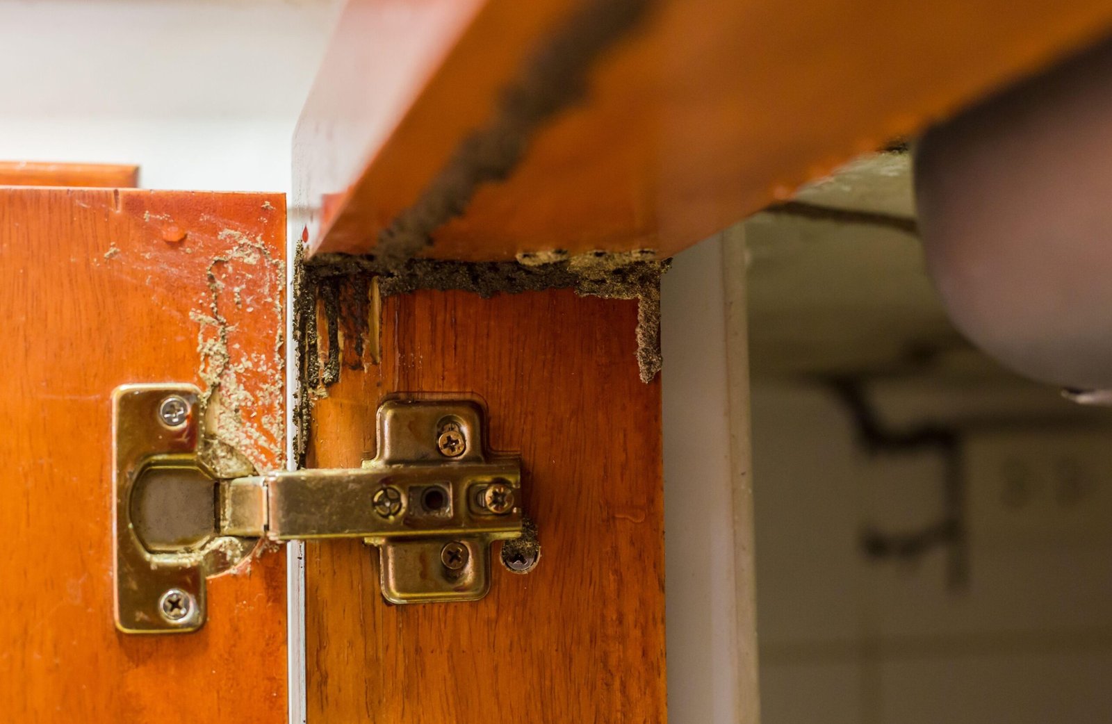 Professional Termite Inspection and Barrier Treatment